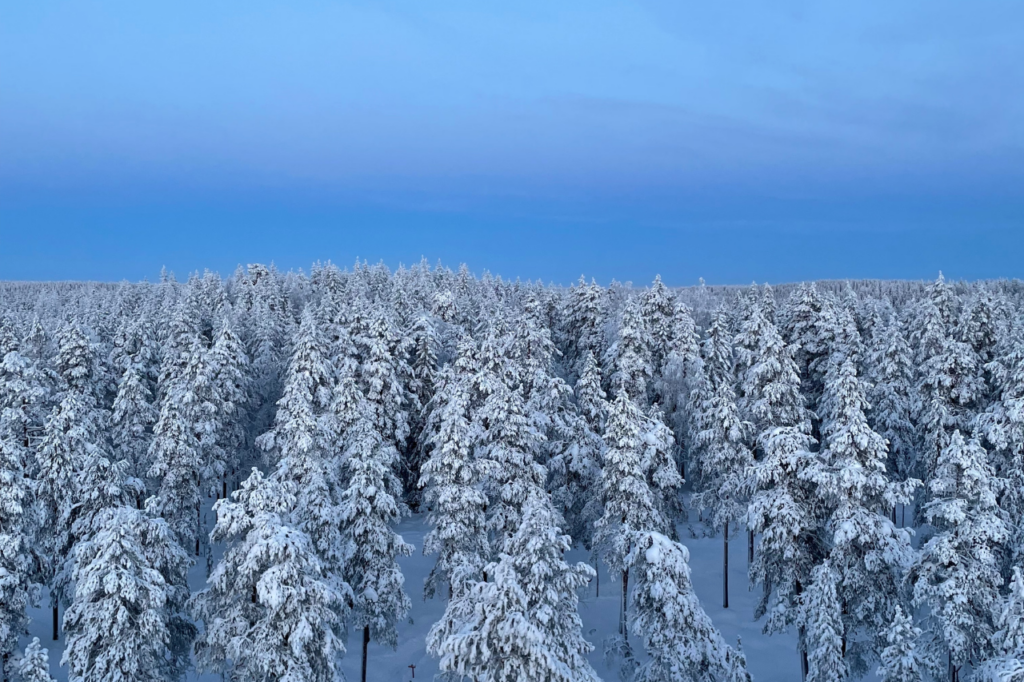 Kuvituskuvassa talvinen maisema lumen peittämistä puista.