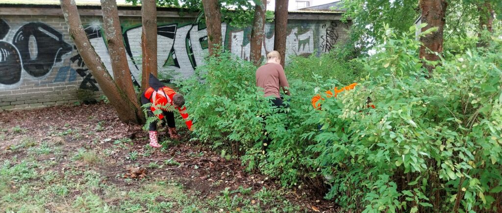 Kolme henkilöä viitapihlaja-angervon kasvuston seassa. Taustalla on muuri, jossa graffiteja.