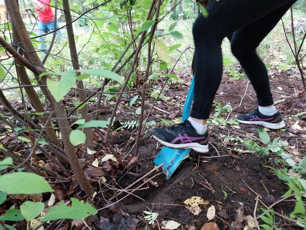 Viitapihjala-angervon juuria kaivetaan ylös lapiolla. Kuvassa on henkilön alavartalo. Henkilö painaa jalalla lapiota syvemmälle maahan. Ympärillä näkyy viitapihlaja-angervon kasvustoa ja taustalla kävelle toinen henkilö. 