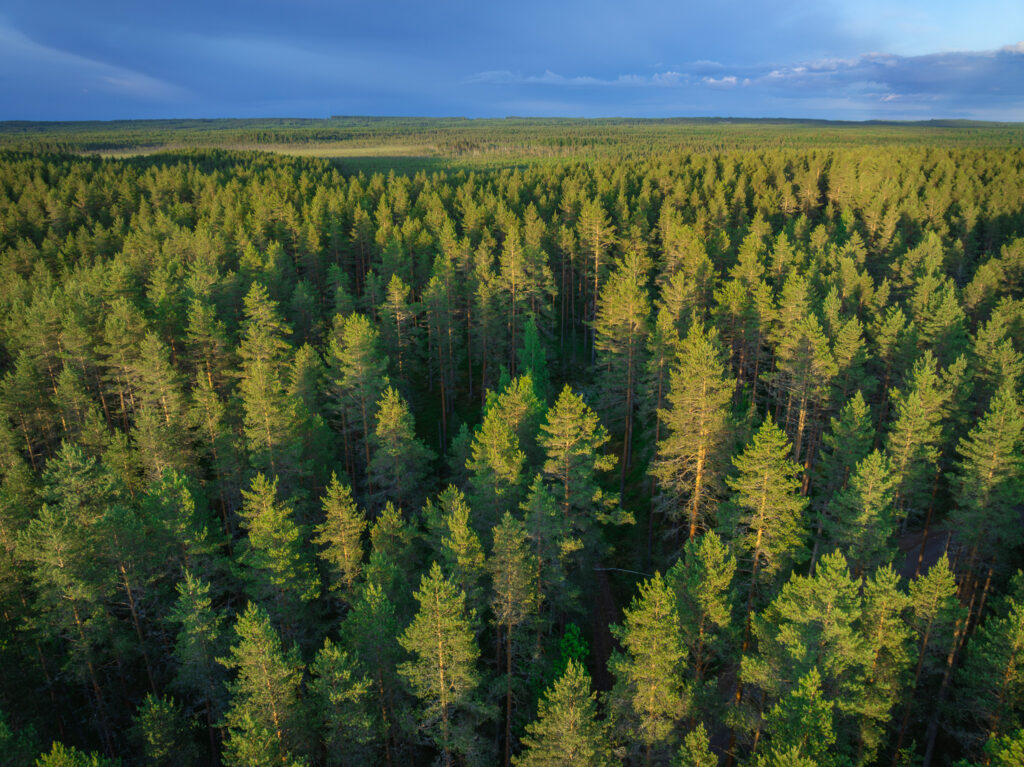 Mäntymetsä kuvattuna ylhäältä.