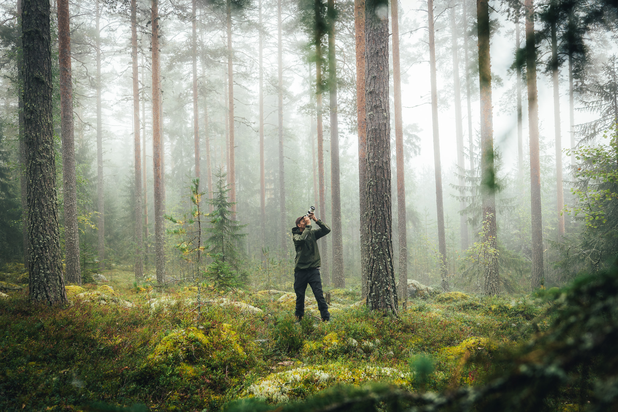 Henkilö seisoo kuvan keskellä usvaisessa mäntymetsässä ja kiikaroi taivaalle.